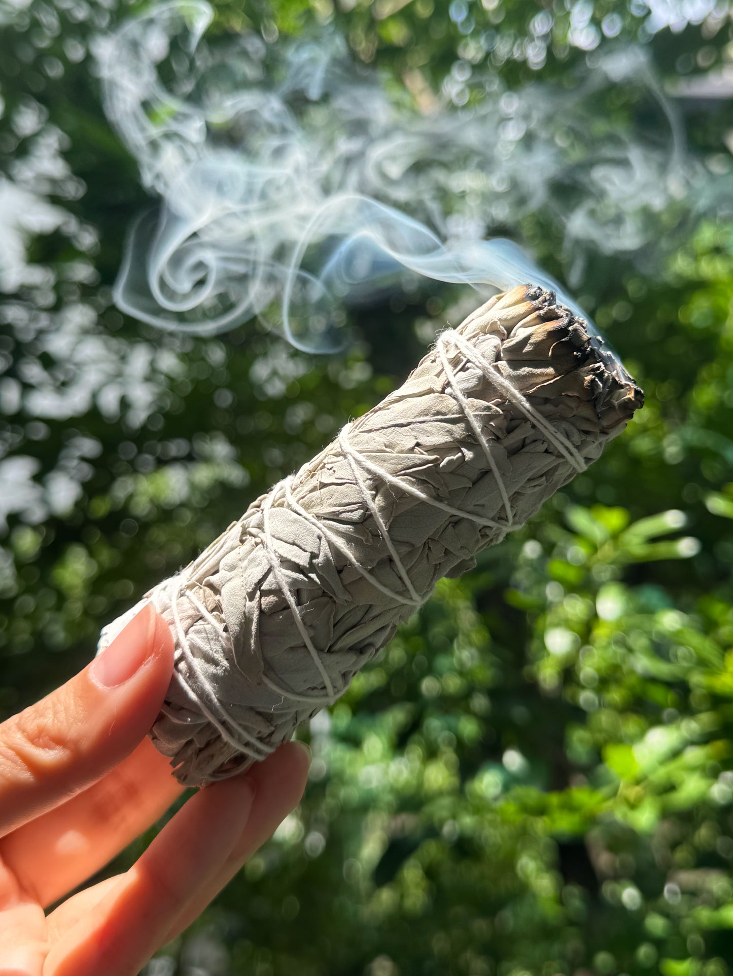 カリフォルニア産ホワイトセージ ~White Sage~
