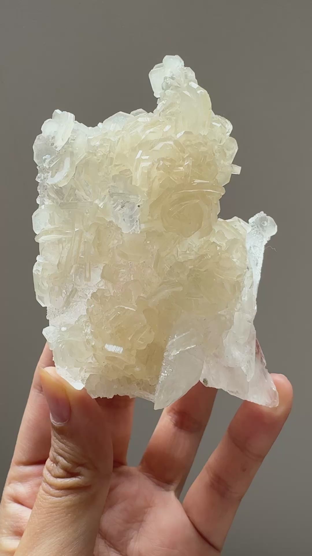 天然珊瑚　彫刻　G5タイプ 天然珊瑚 彫刻 G5タイプ 天然珊瑚 彫刻 G5タイプ Amazon.co.jp